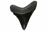 Juvenile Megalodon Tooth - South Carolina #374232-1